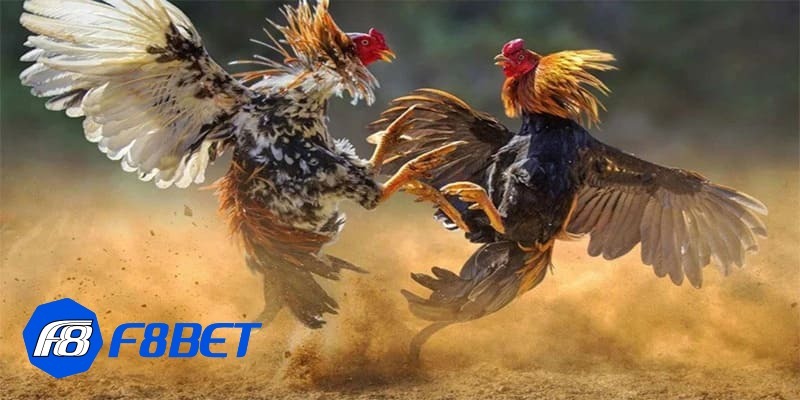 đá gà casino trực tiếp hôm nay đá gà casino trực tiếp hôm nay