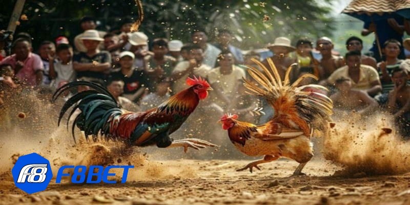 đá gà casino trực tiếp hôm nay đá gà casino trực tiếp hôm nay