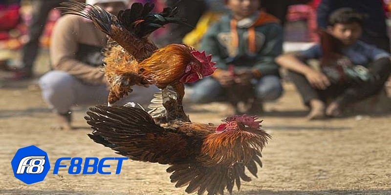 màu mạng đá gà màu mạng đá gà