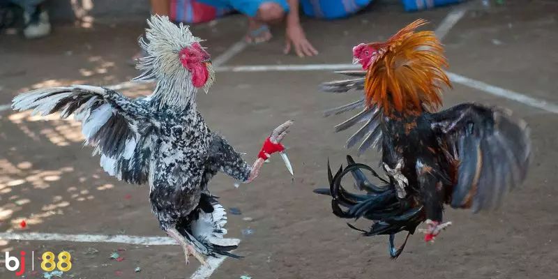 Tham gia đá gà cựa dao cùng nhà cái