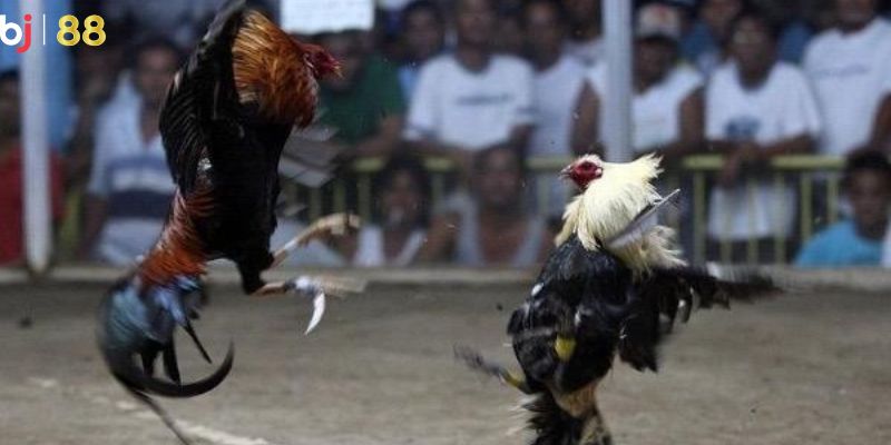 Khám phá sự khác biệt hấp dẫn