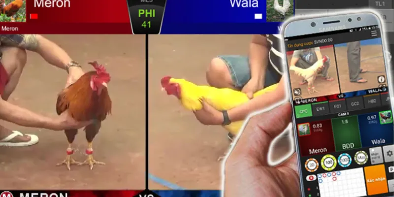 Hướng dẫn chơi đá gà trực tuyến