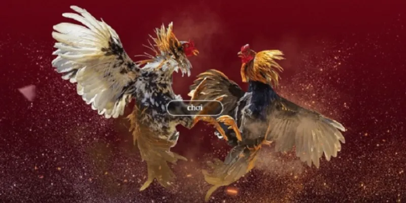 Lưu ý khi chơi đá gà online