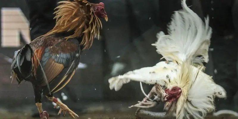 Thông tin về những trận đấu gà chuyên nghiệp